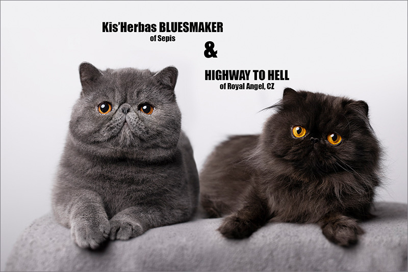Kis’ Herbas Bluesmaker of Sepis x Highway To Hell of Royal Angel*CZ