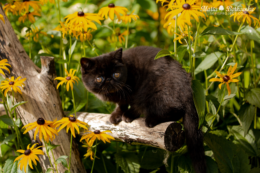 PL*Sepis ANGELINA - czarna kotka egzotyczna