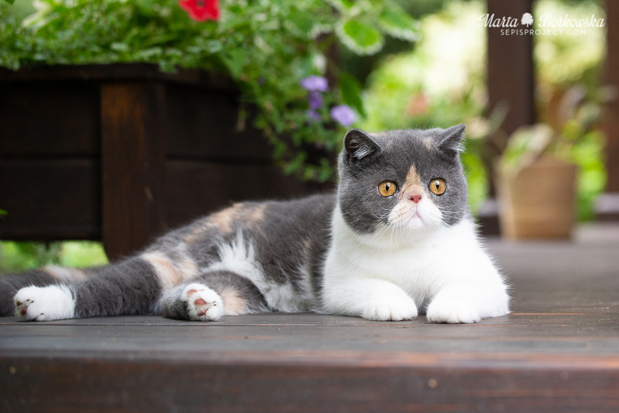 PL*Sepis  